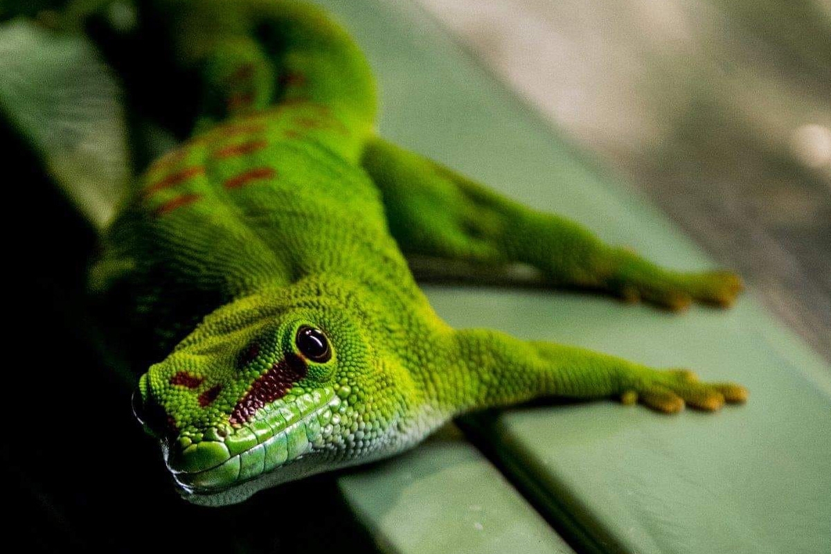 Entreeticket TerraZoo