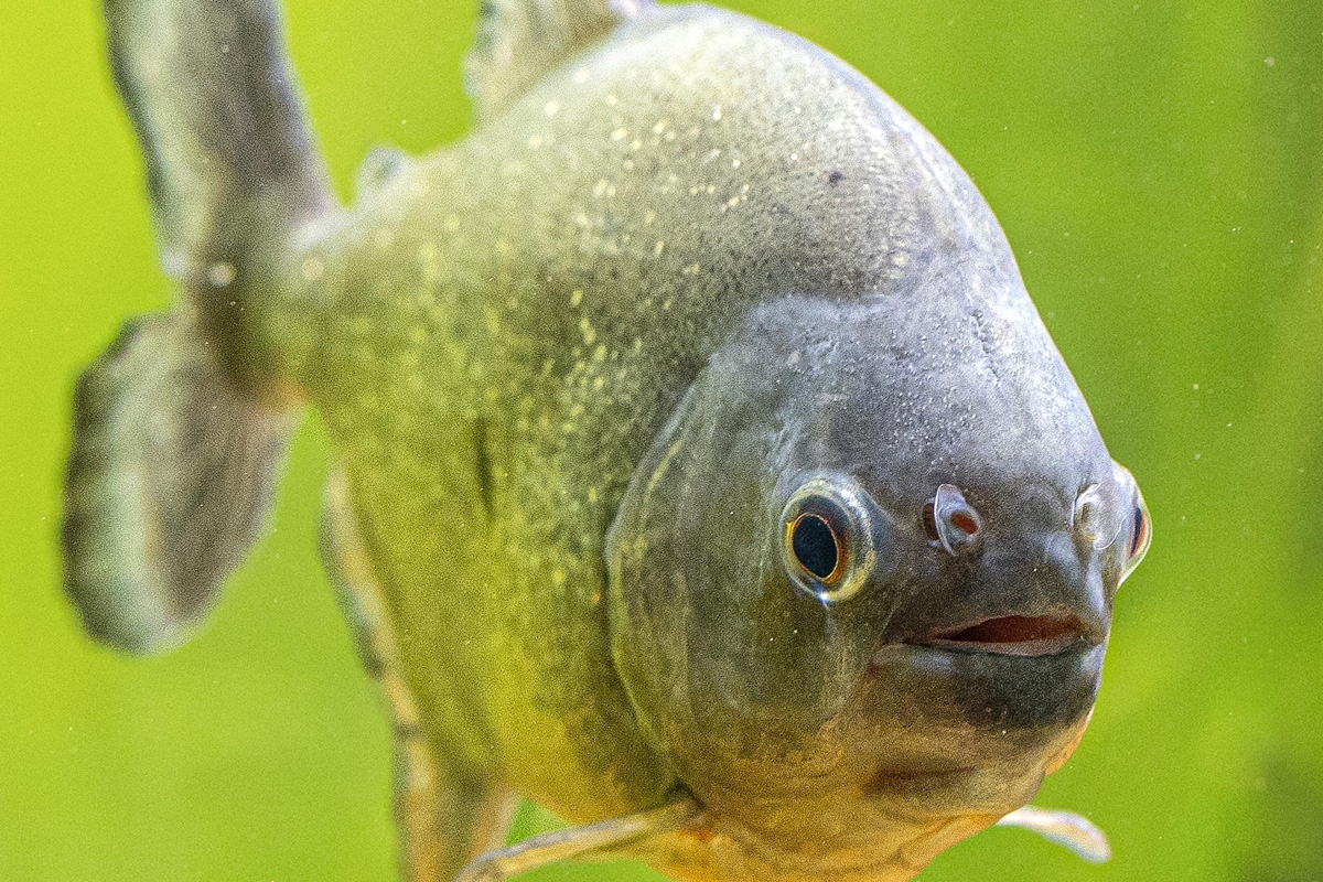 Entreeticket TerraZoo