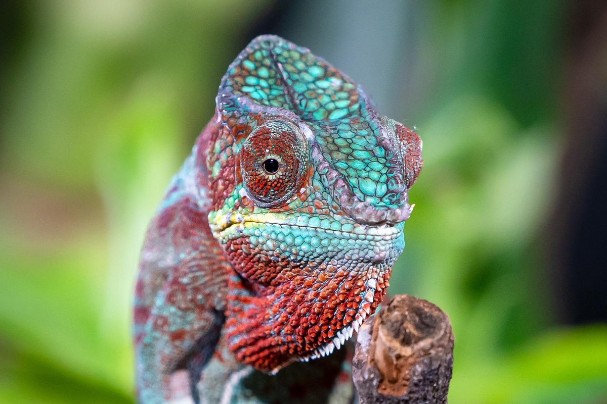 Entreeticket TerraZoo