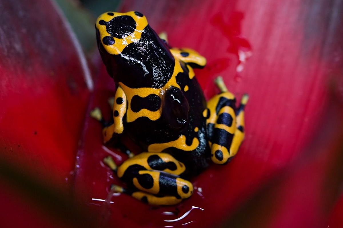 Entreeticket TerraZoo