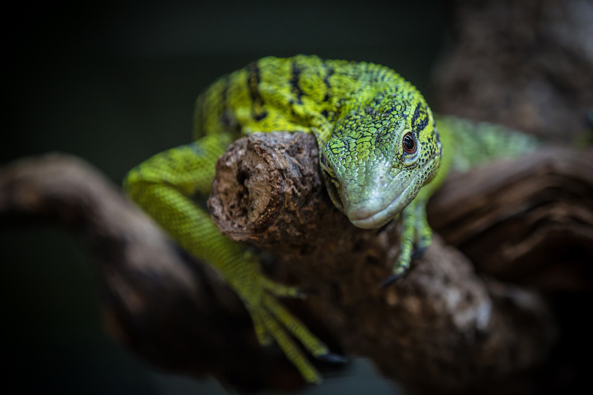 Entreeticket TerraZoo