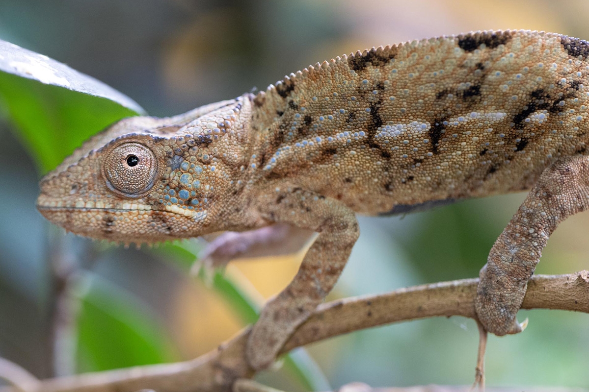 Entreeticket TerraZoo