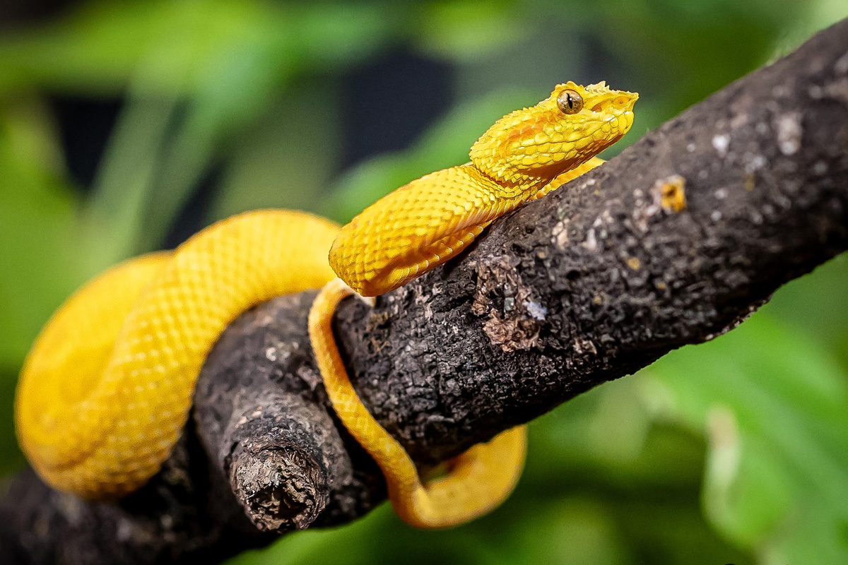 Entreeticket TerraZoo