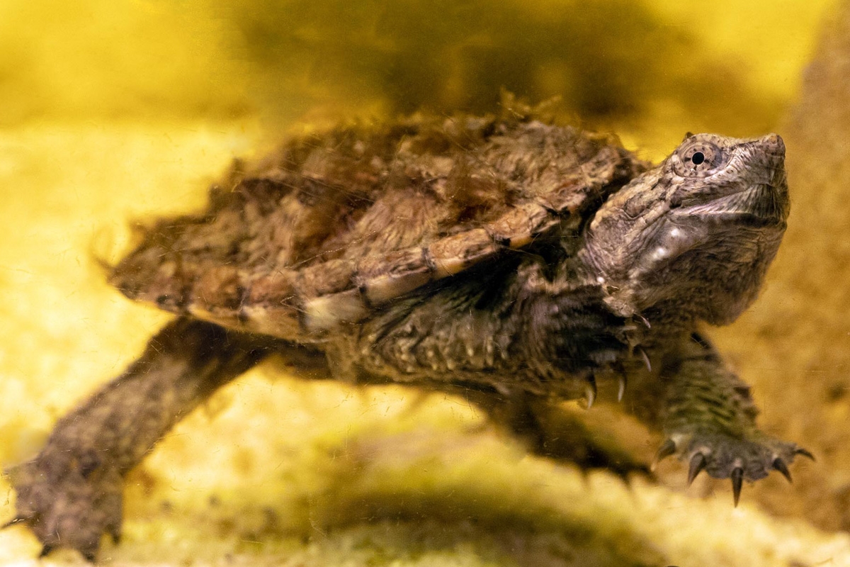 Entreeticket TerraZoo