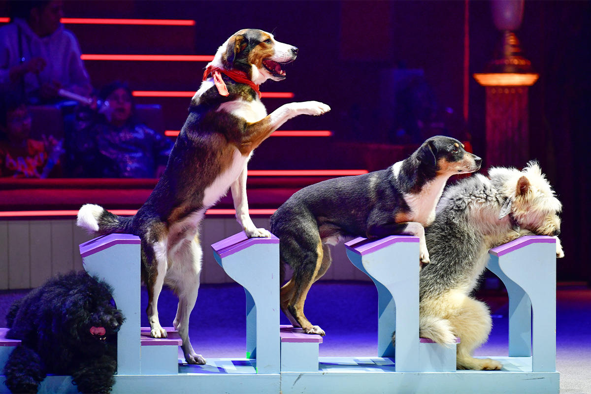 Entreeticket + toegang kidszone bij Circus UP!