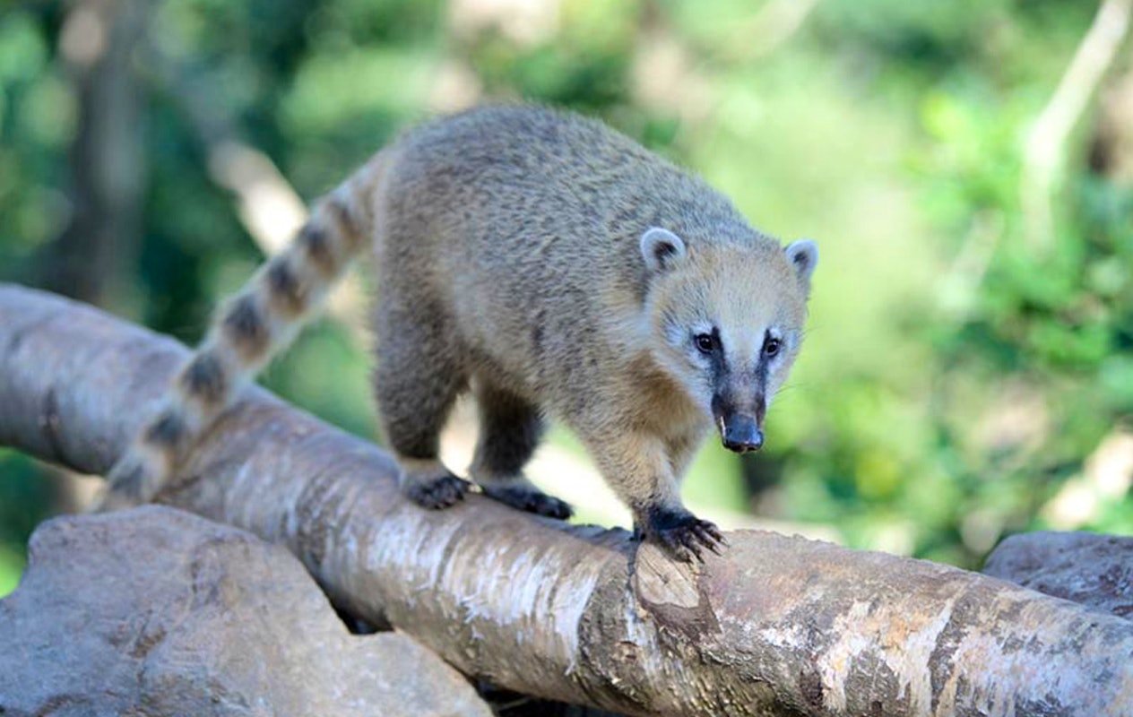 Entreeticket Wild- & Freizeitpark Klotten