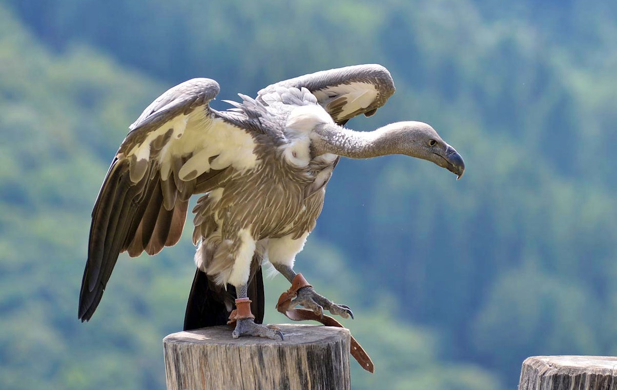 Entreeticket Wild- & Freizeitpark Klotten