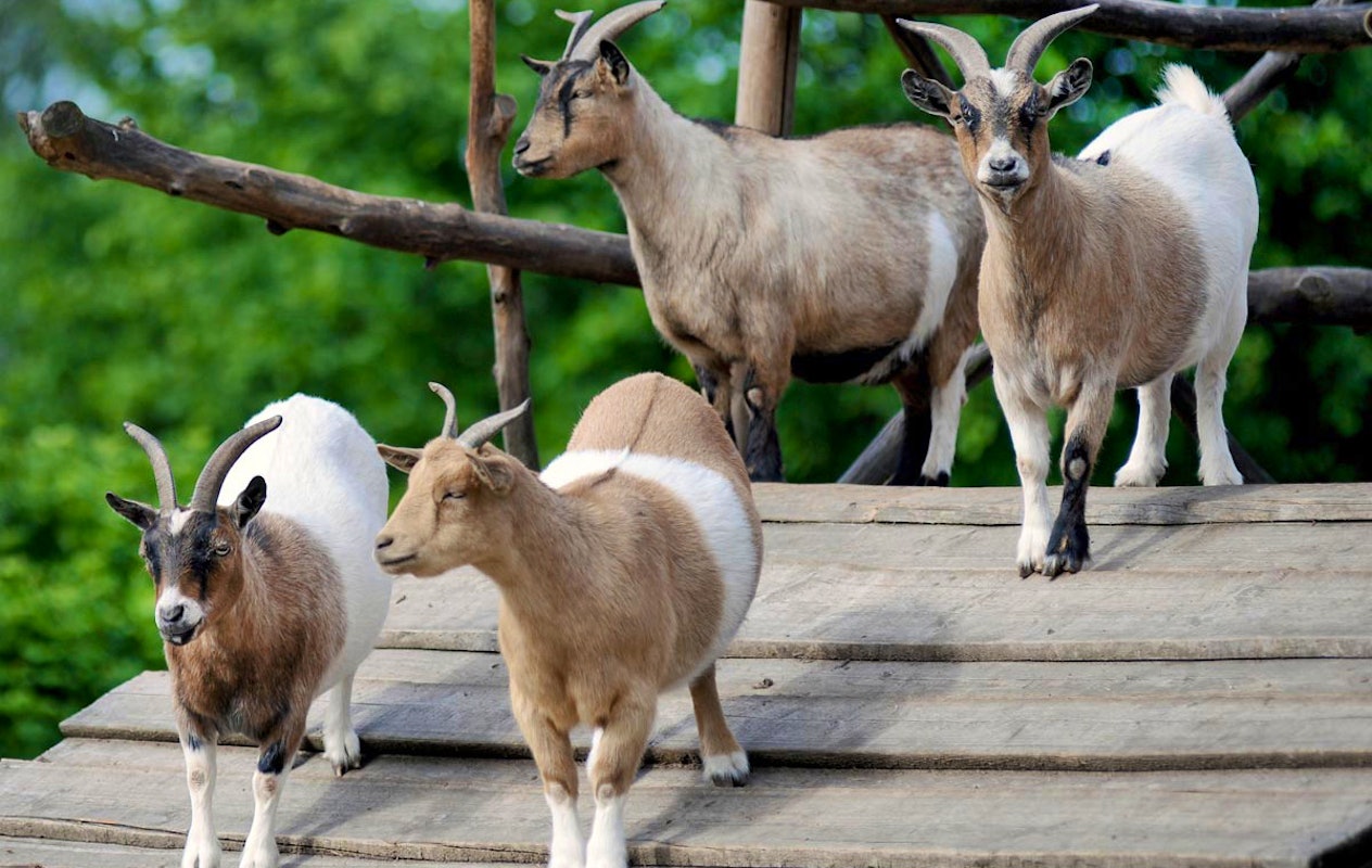 Entreeticket Wild- & Freizeitpark Klotten