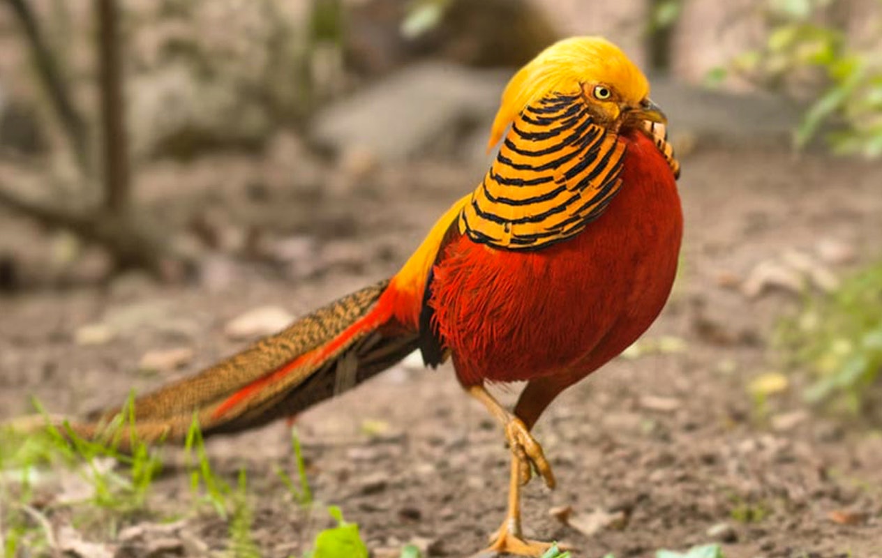 Entreeticket Wild- & Freizeitpark Klotten