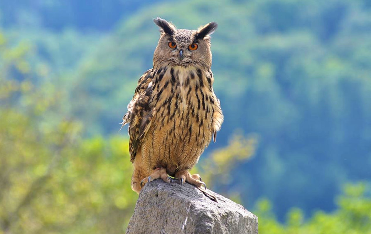 Entreeticket Wild- & Freizeitpark Klotten