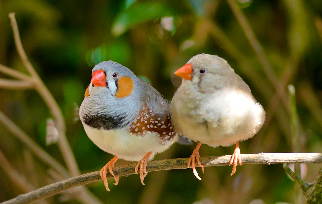 Entreeticket Wild- & Freizeitpark Klotten