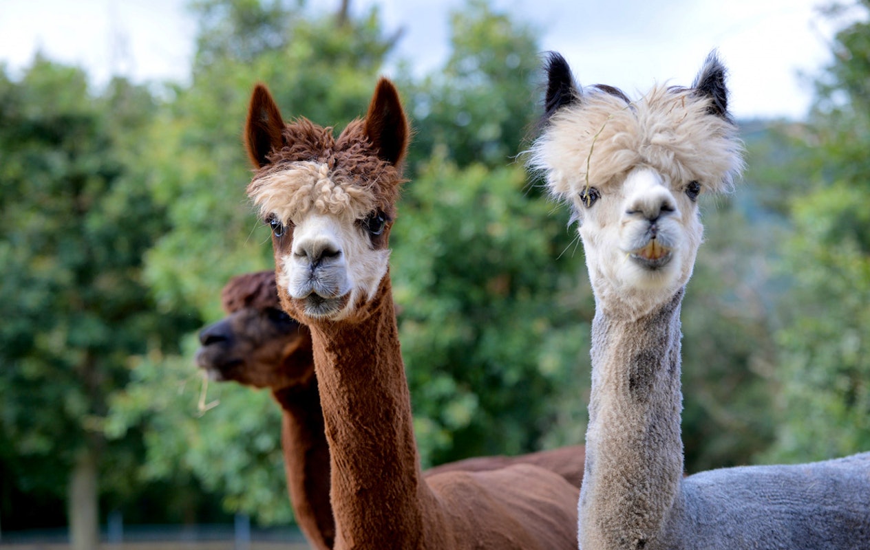 Entreeticket Wild- & Freizeitpark Klotten