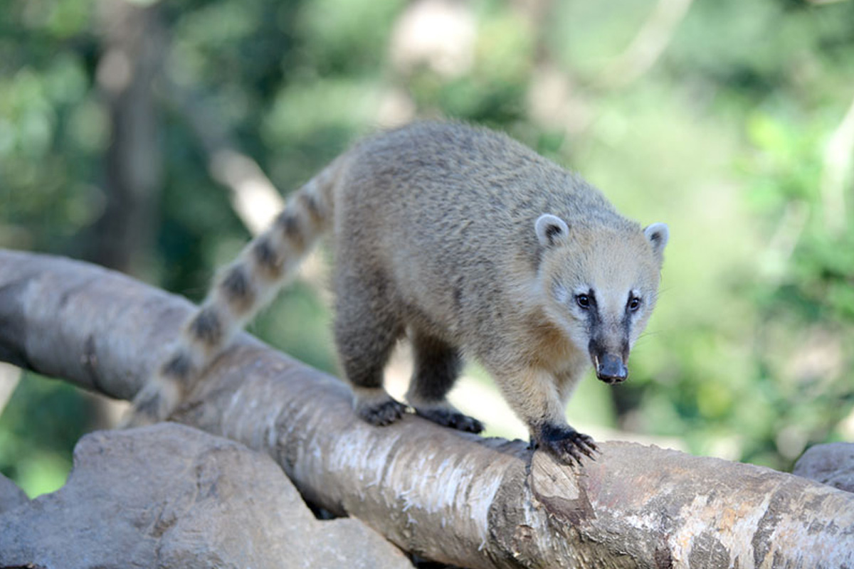 Billet d'entrée au Wild- & Freizeitpark Klotten