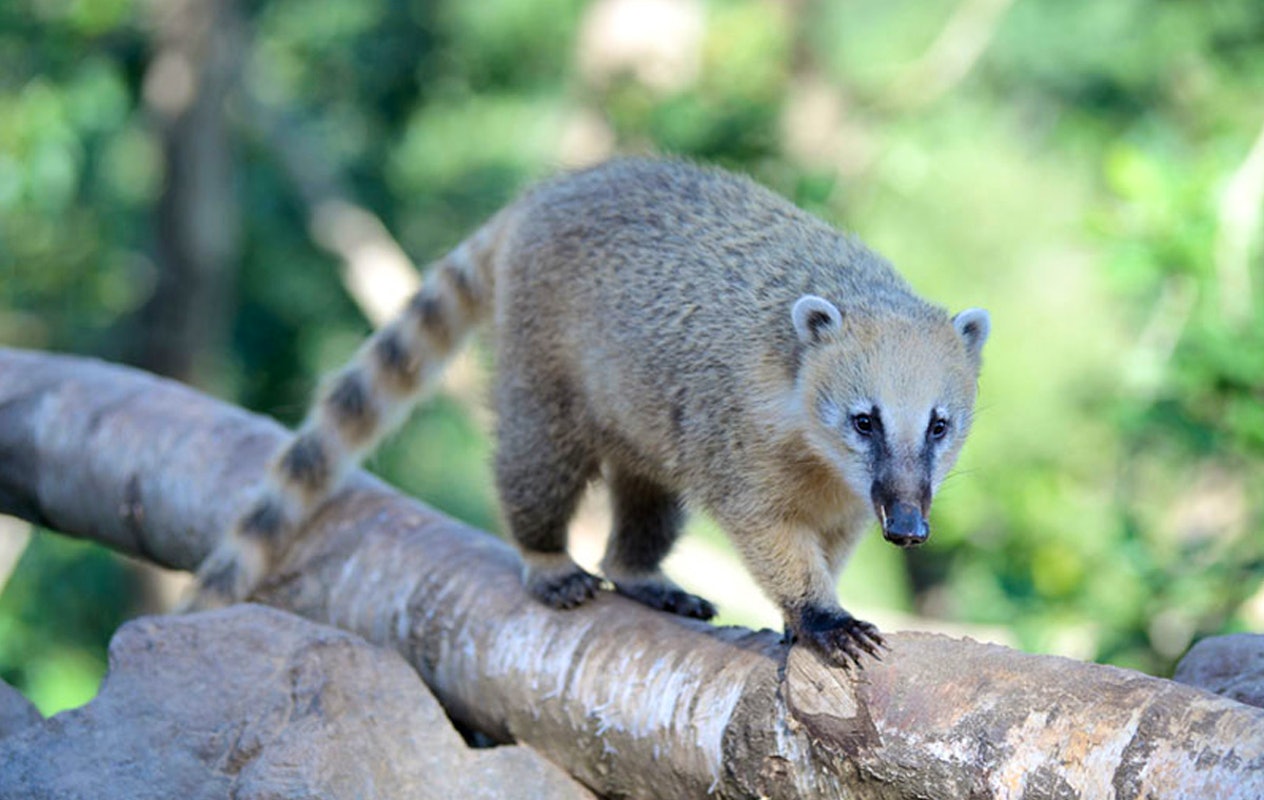 Entreeticket Wild- & Freizeitpark Klotten