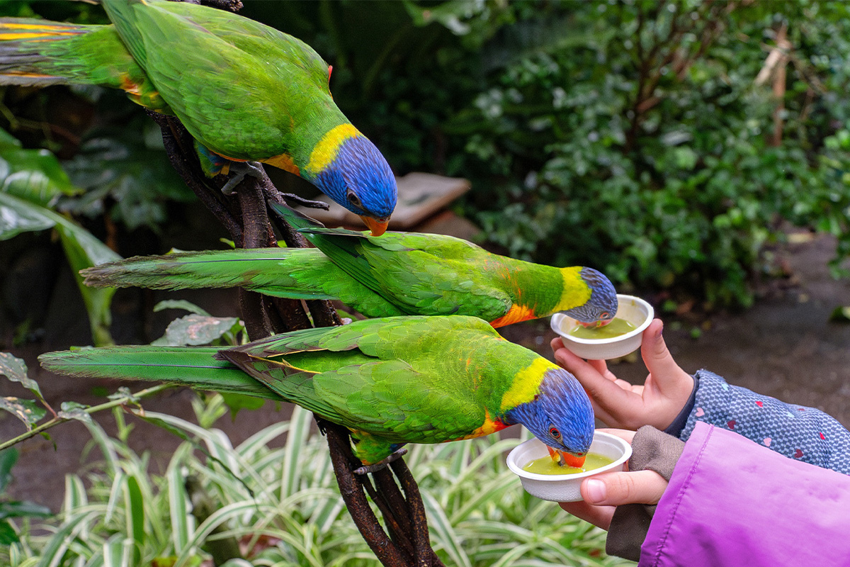 Entreeticket WILDLANDS Adventure Zoo