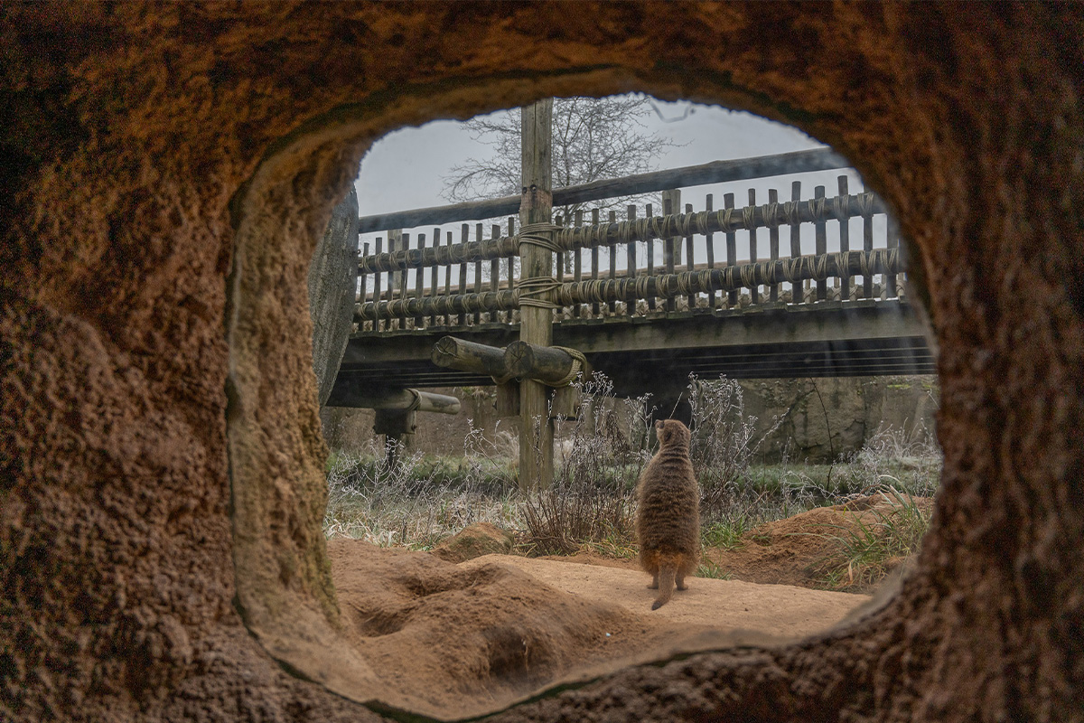 Entreeticket WILDLANDS Adventure Zoo