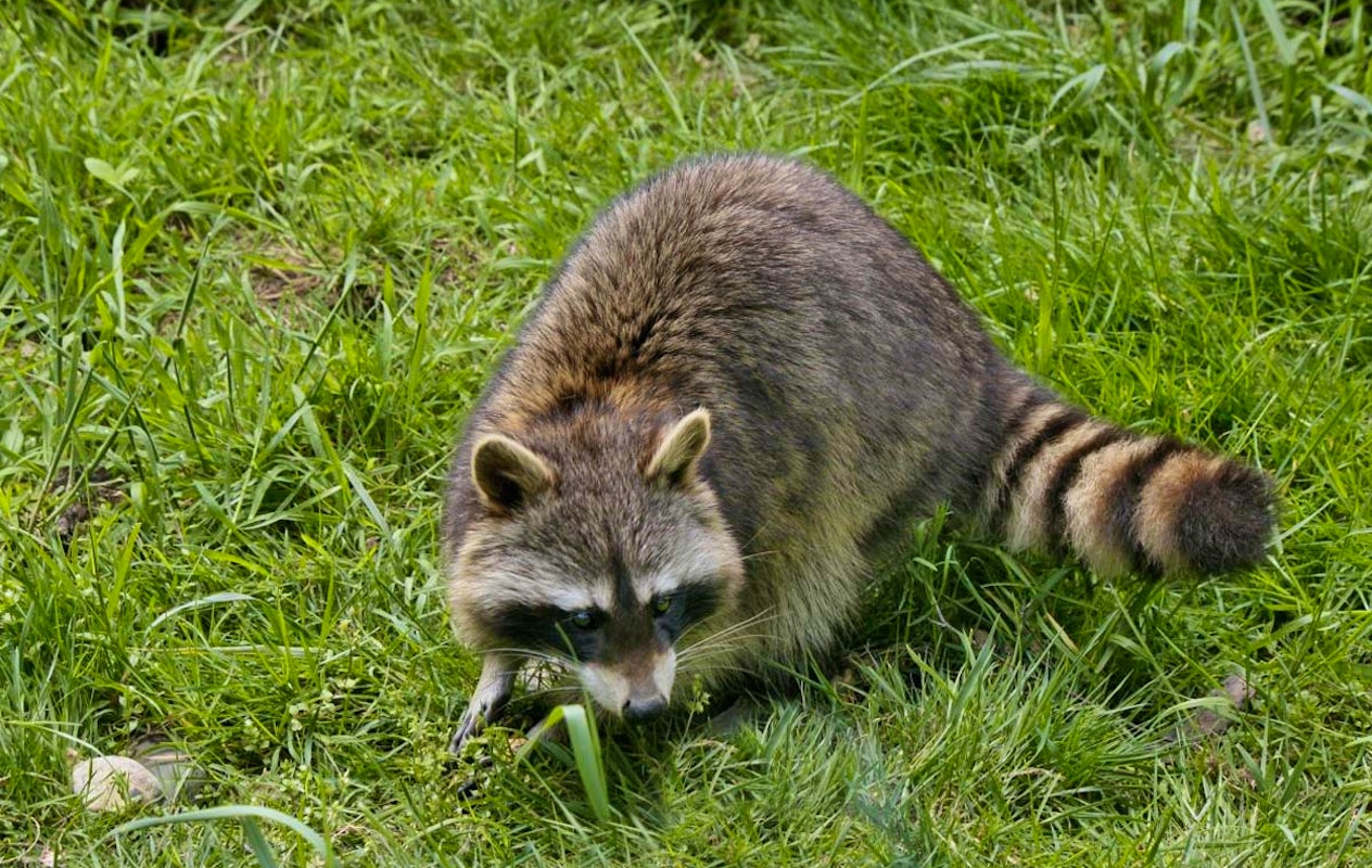 Entreeticket Wildpark Gangelt