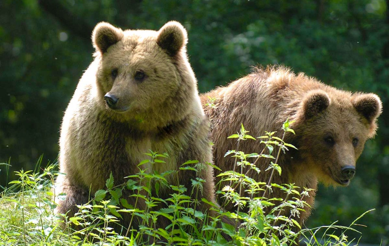 Entreeticket Wildpark Gangelt