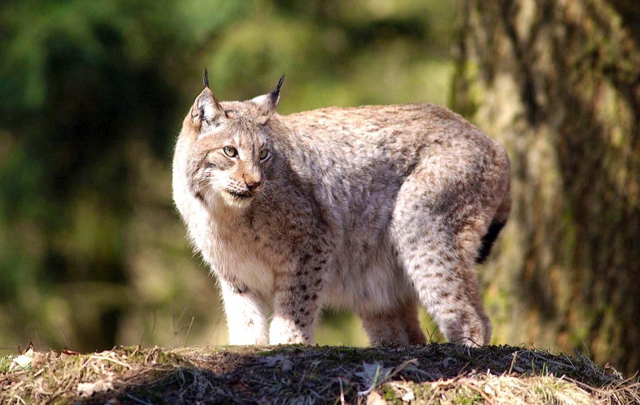 Entreeticket Wildpark Gangelt