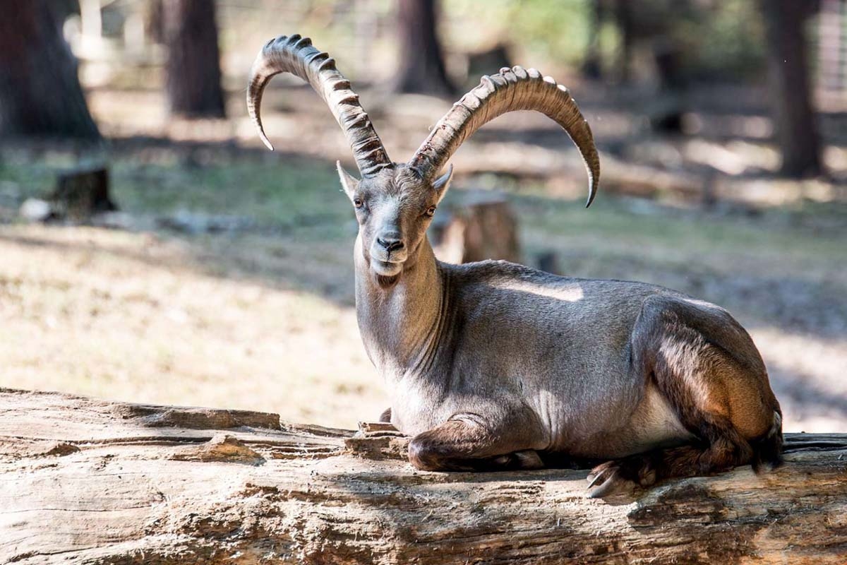 Entreeticket Wildpark Gangelt