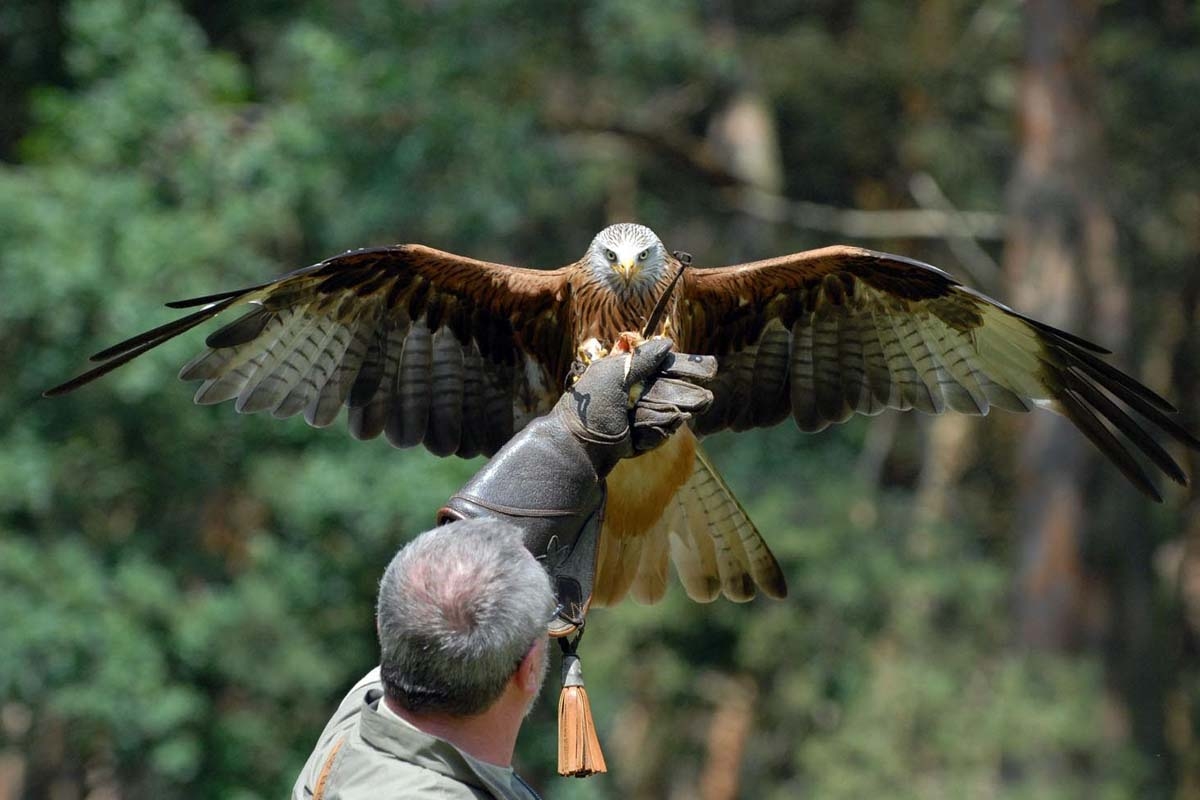 Entreeticket Wildpark Gangelt