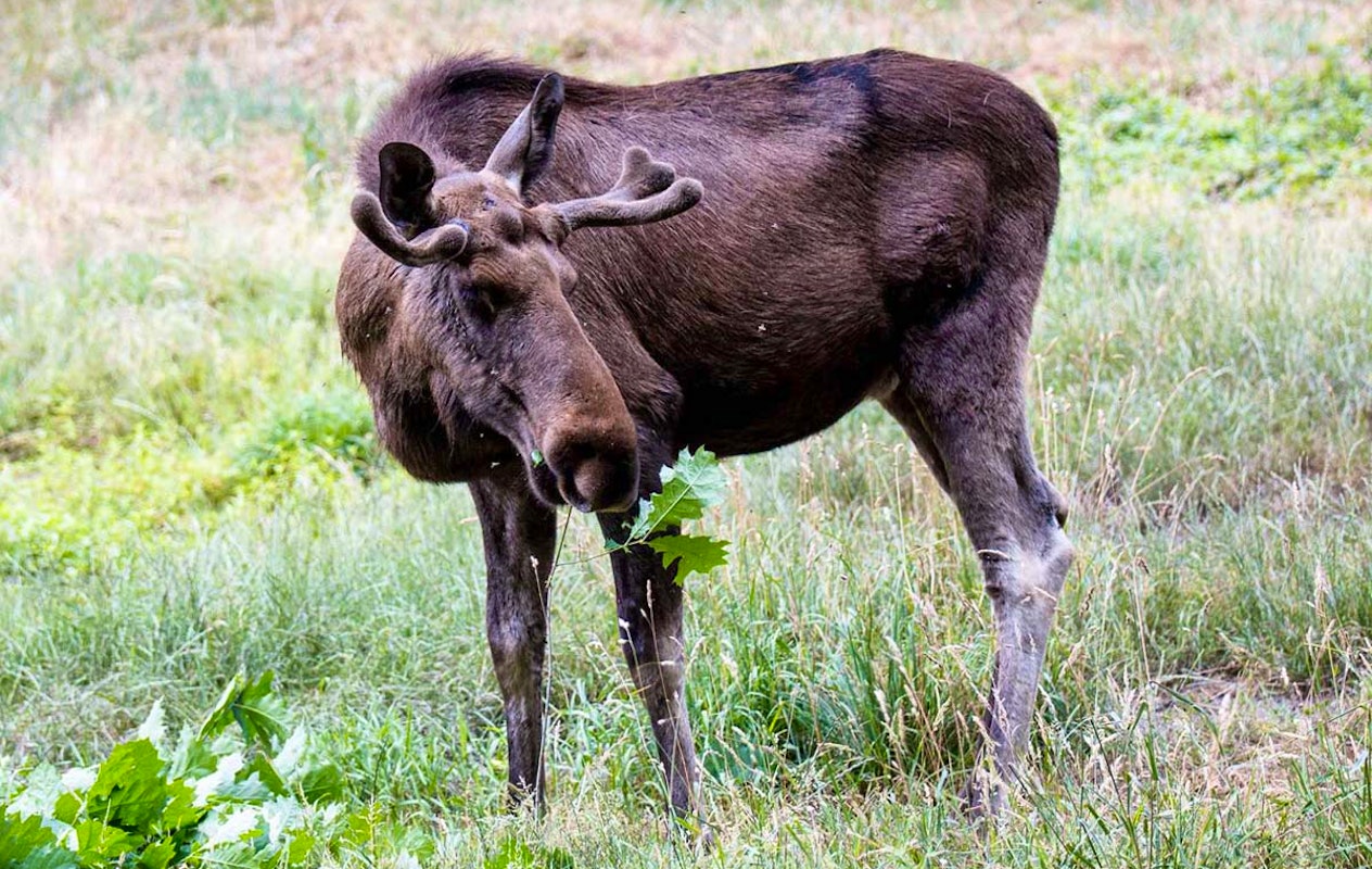 Entreeticket Wildpark Gangelt