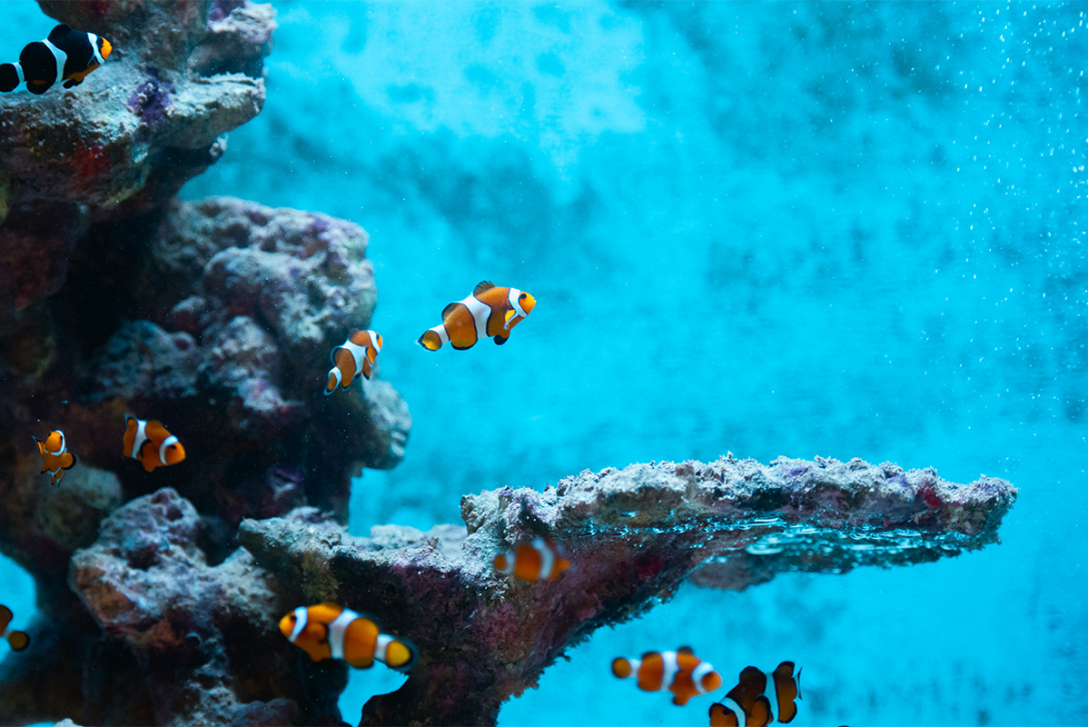 Billet d'entrée Zee Aquarium Bergen aan Zee