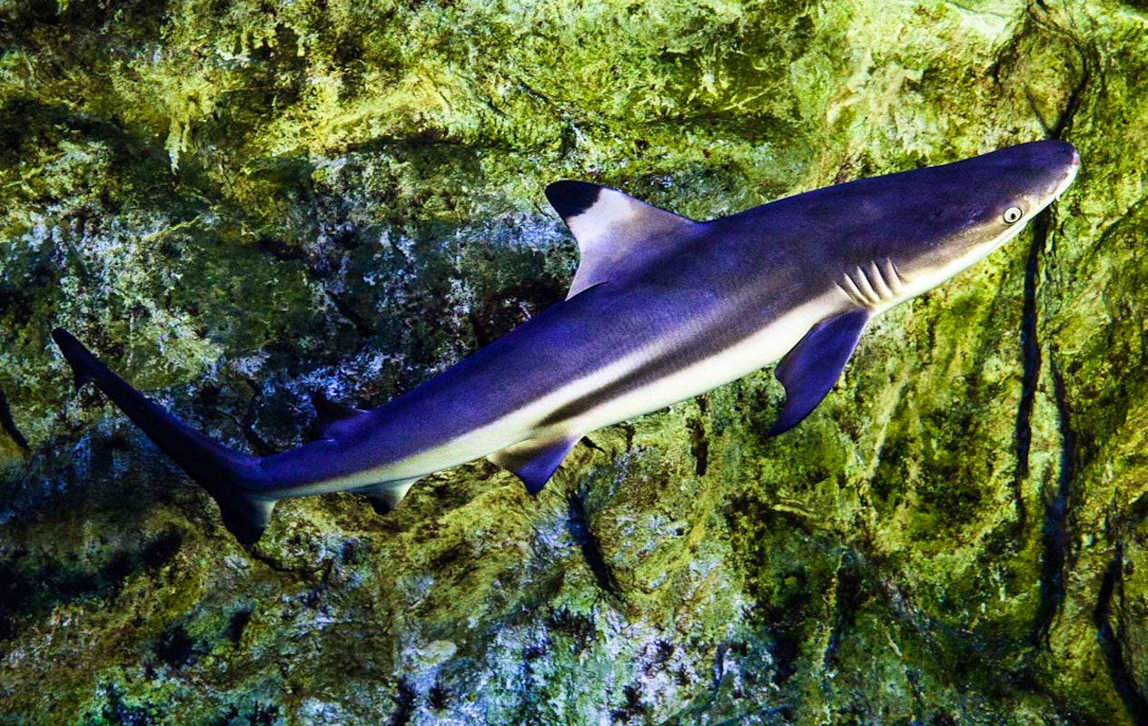 Entreeticket Zee Aquarium Bergen aan Zee