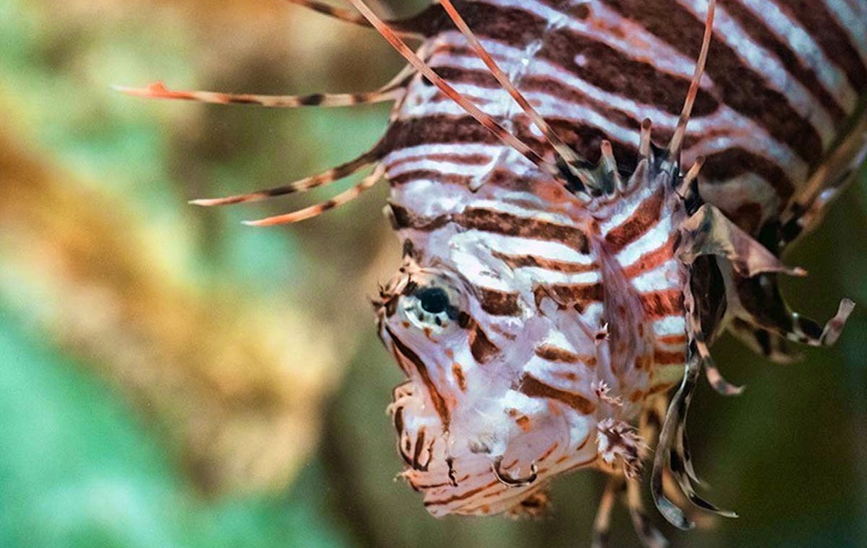 Entreeticket Zee Aquarium Bergen aan Zee