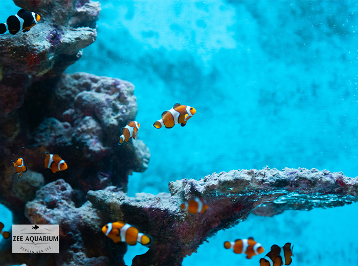 Entreeticket Zee Aquarium Bergen aan Zee