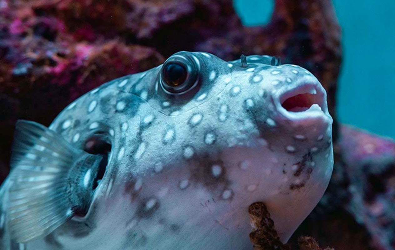 Entreeticket Zee Aquarium Bergen aan Zee
