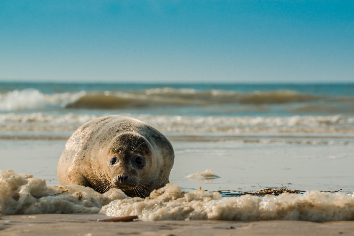 Entreeticket Zeehondencentrum Pieterburen