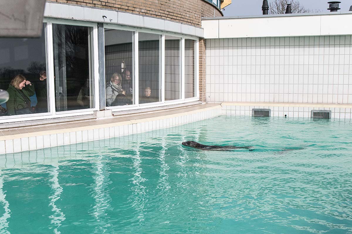 Entreeticket Zeehondencentrum Pieterburen