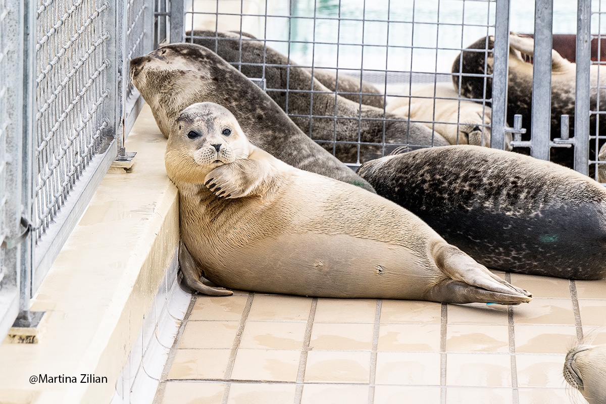 Entreeticket Zeehondencentrum Pieterburen