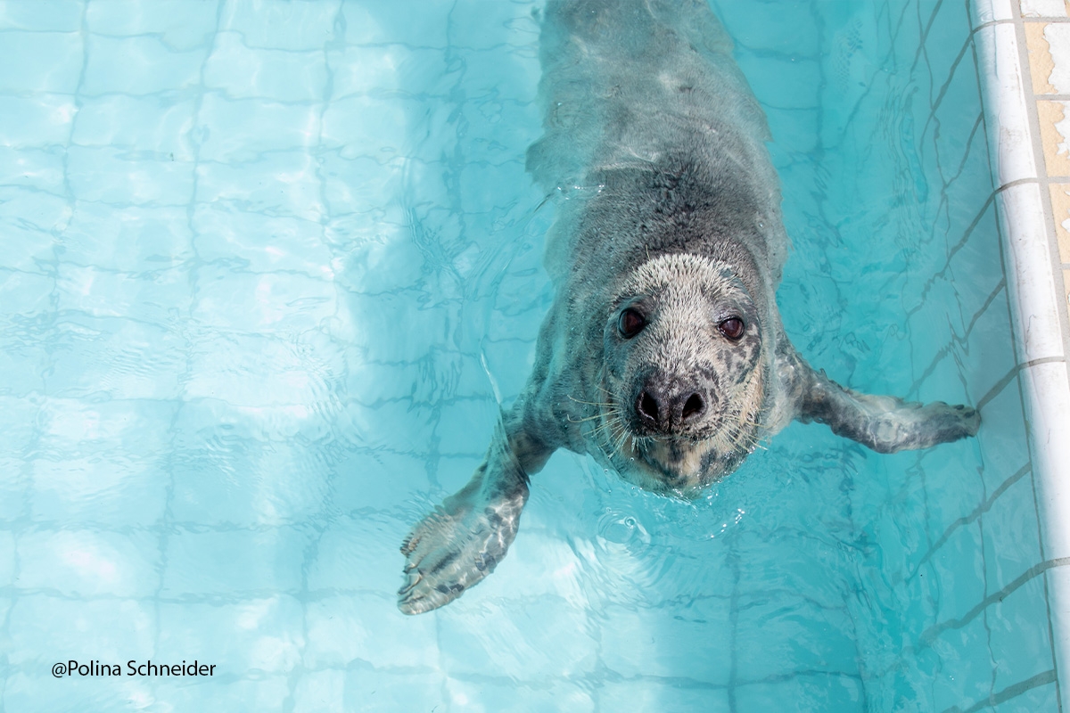 Entreeticket Zeehondencentrum Pieterburen
