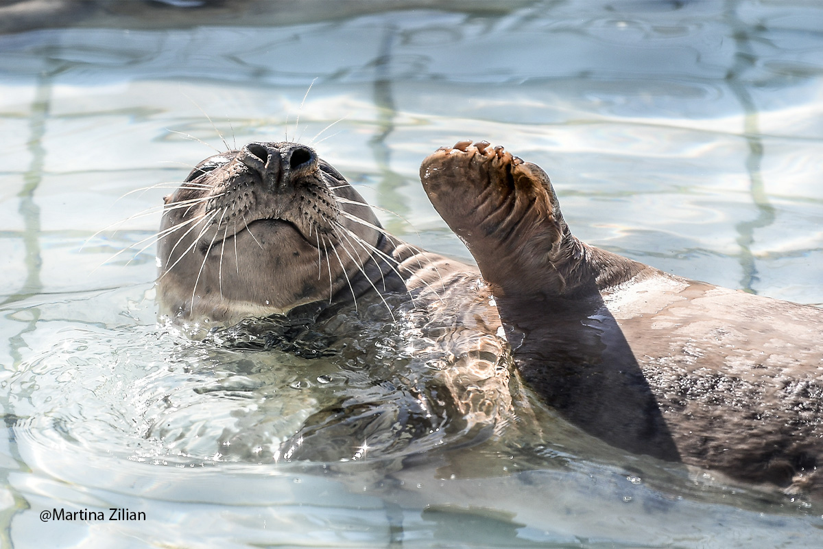 Entreeticket Zeehondencentrum Pieterburen