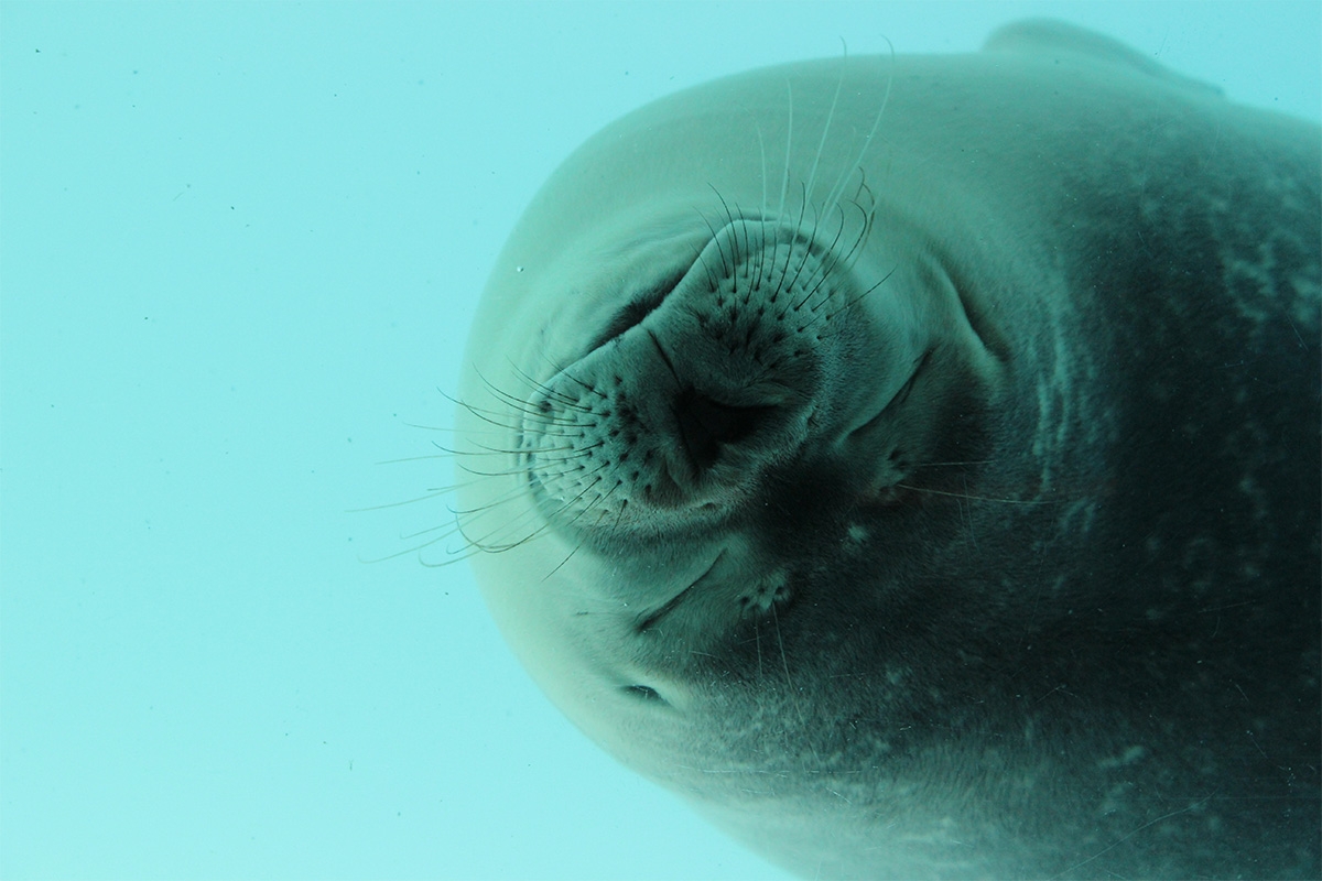 Entreeticket Zeehondencentrum Pieterburen