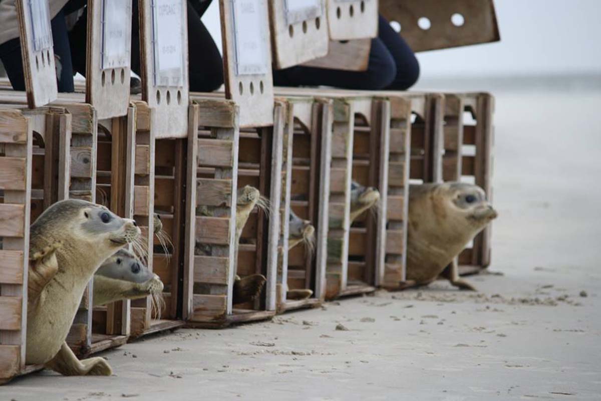 Entreeticket Zeehondencentrum Pieterburen