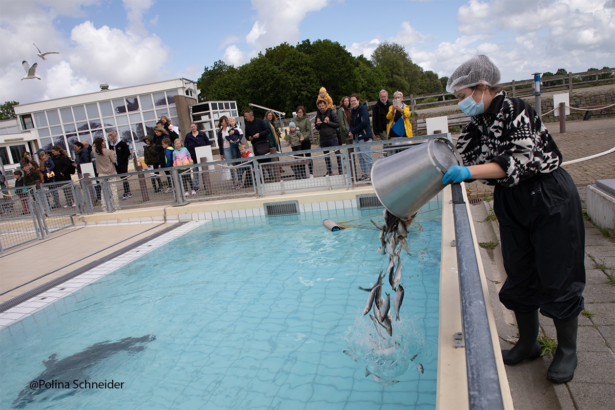 Entreeticket Zeehondencentrum Pieterburen