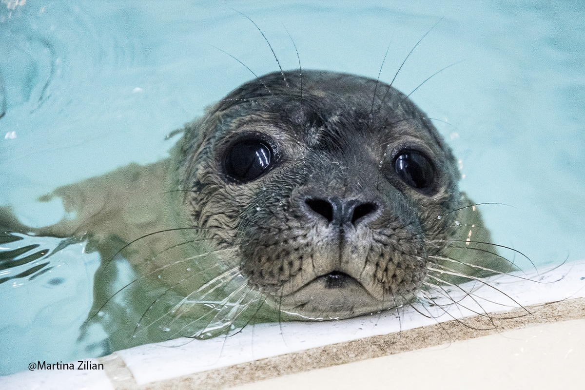 Entreeticket Zeehondencentrum Pieterburen