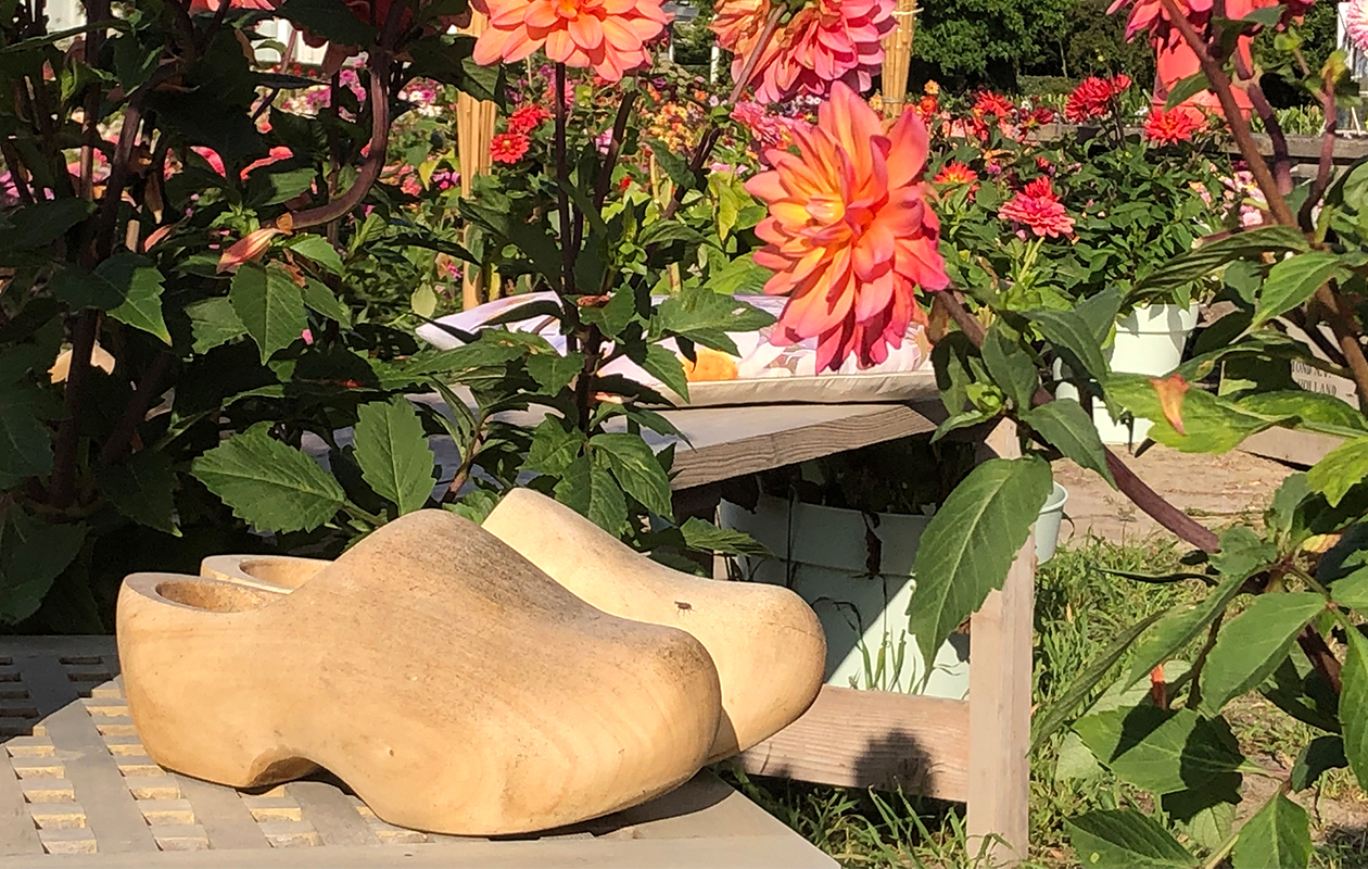 Zomer-Herfst Cruise, inclusief entree Dahliashowtuin