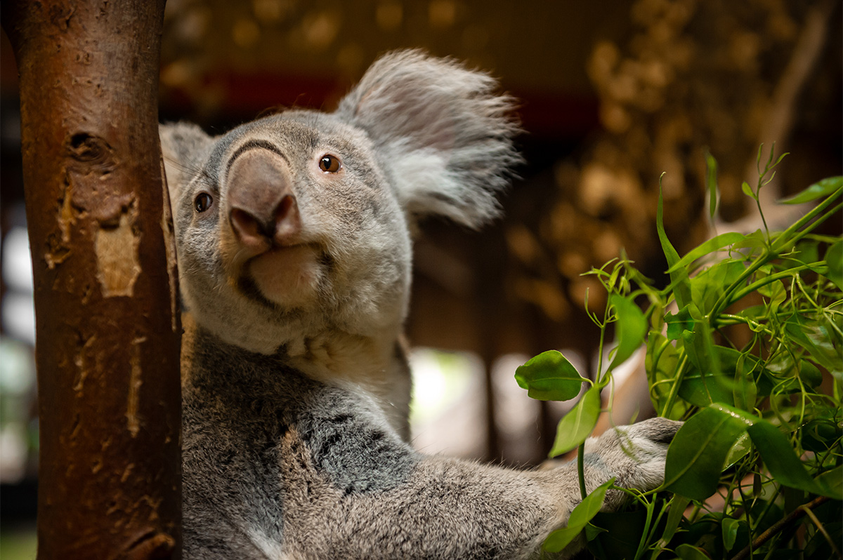 Entreeticket ZOO Antwerpen