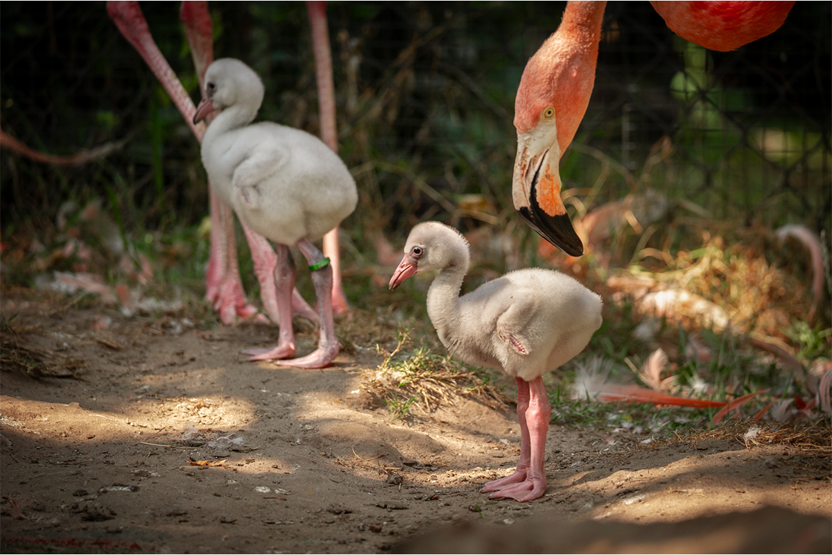 ZOO Antwerpen tickets