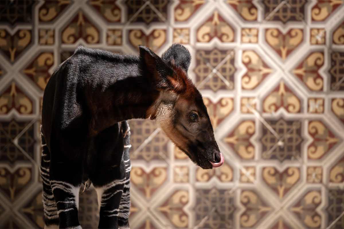 Entreeticket ZOO Antwerpen