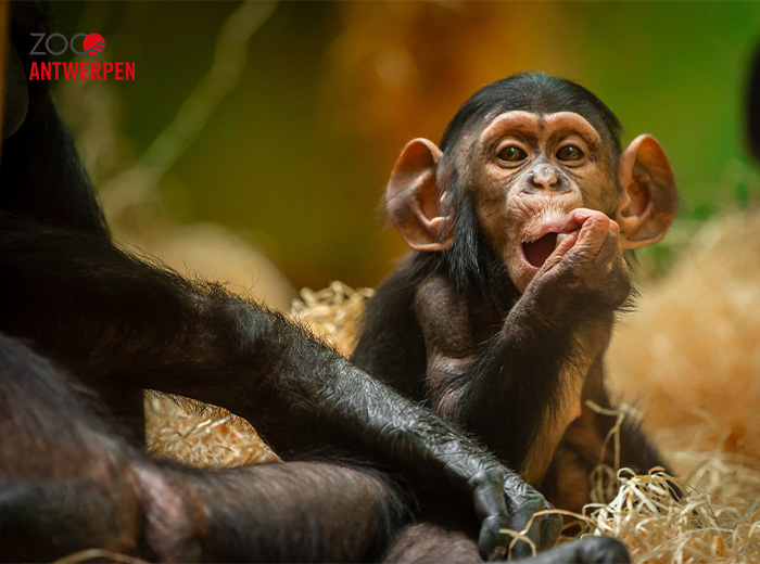 Entreeticket ZOO Antwerpen