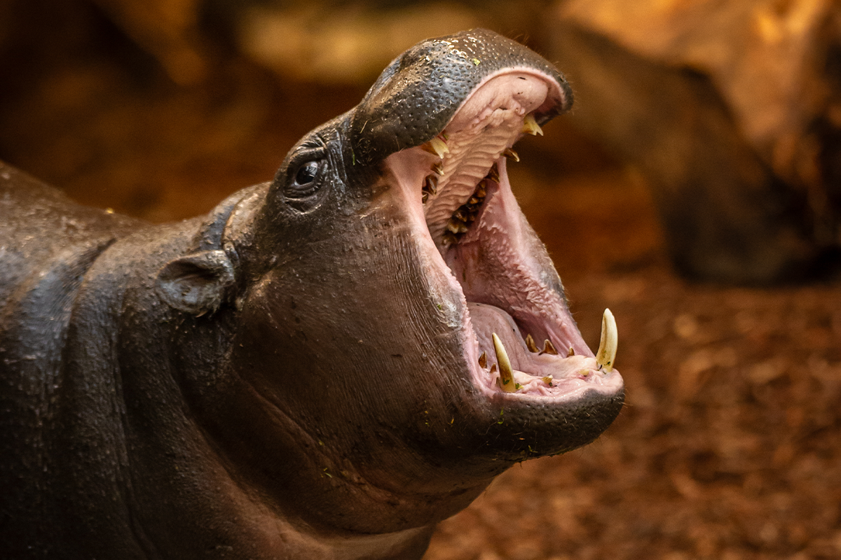 Entreeticket ZOO Antwerpen