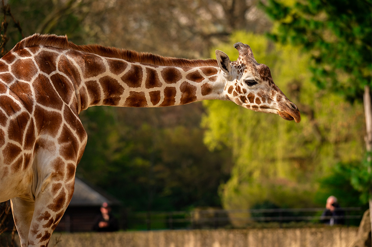 Entreeticket ZOO Antwerpen