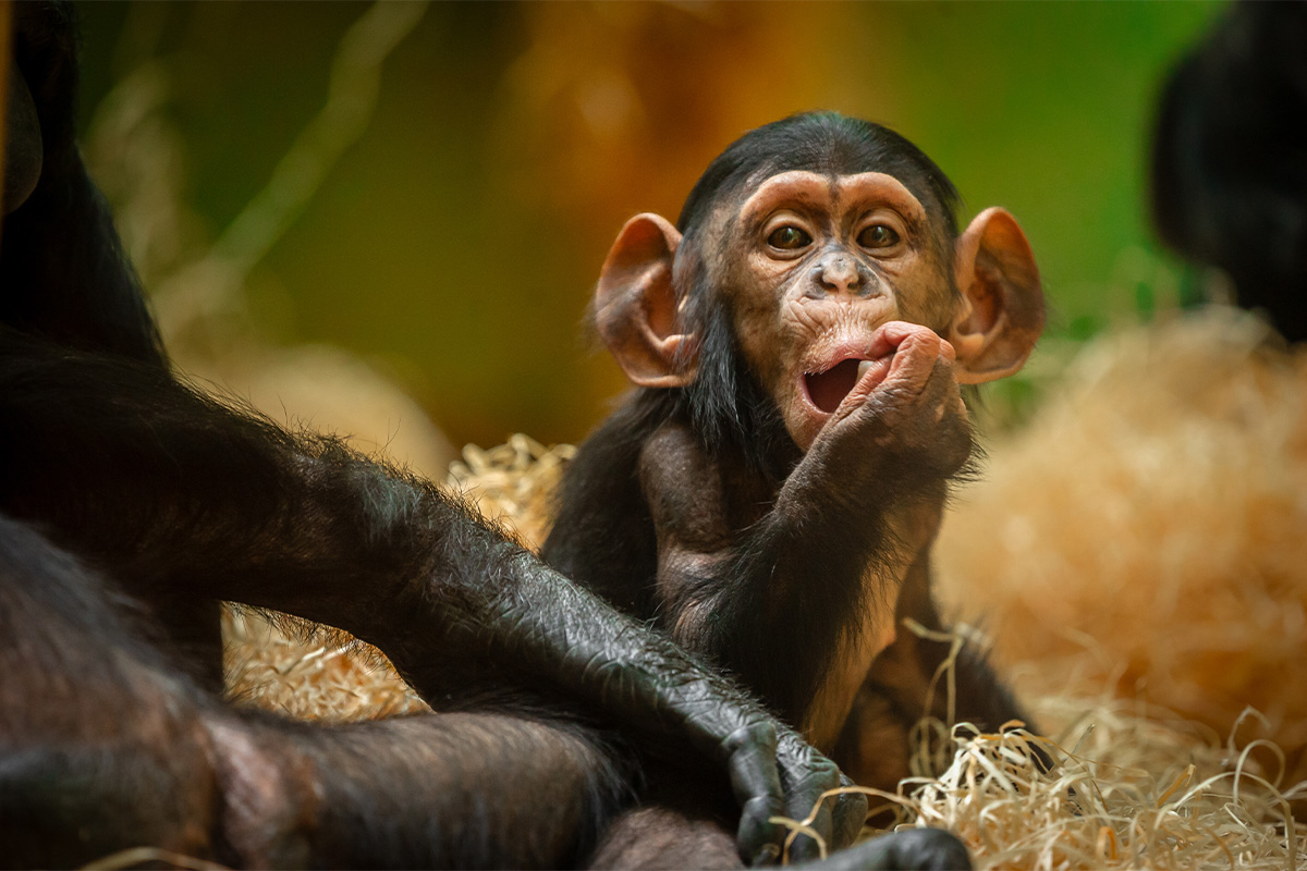 Entreeticket ZOO Antwerpen