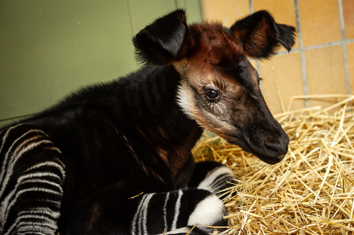 Entreeticket ZOO Antwerpen