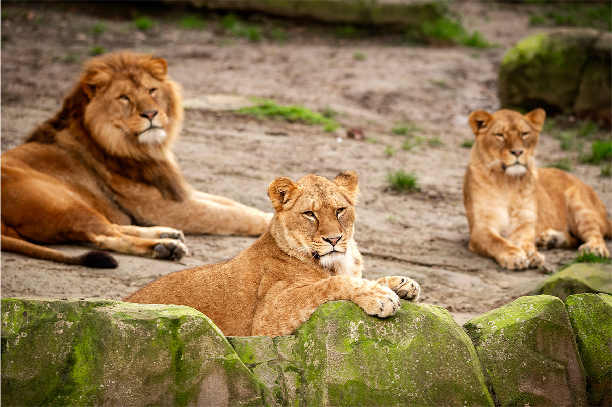 Entreeticket ZOO Antwerpen